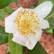 Camellia tuberculata